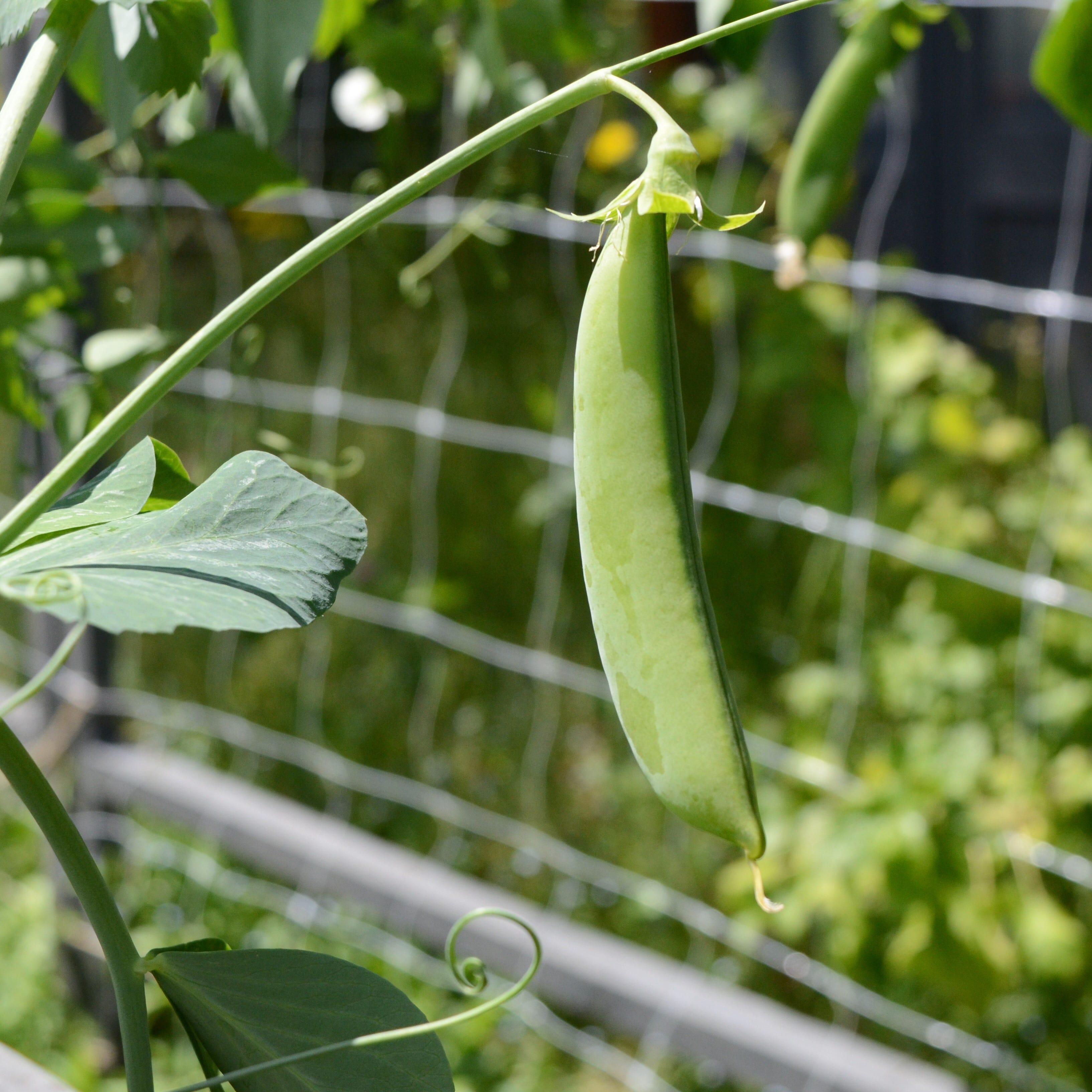 Snap peas can be planted as early as the last week in March in western New York.
