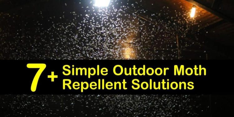 How To Get Rid Of Moths Outside Garden   How To Get Rid Of Moths Outside 1 750x375 