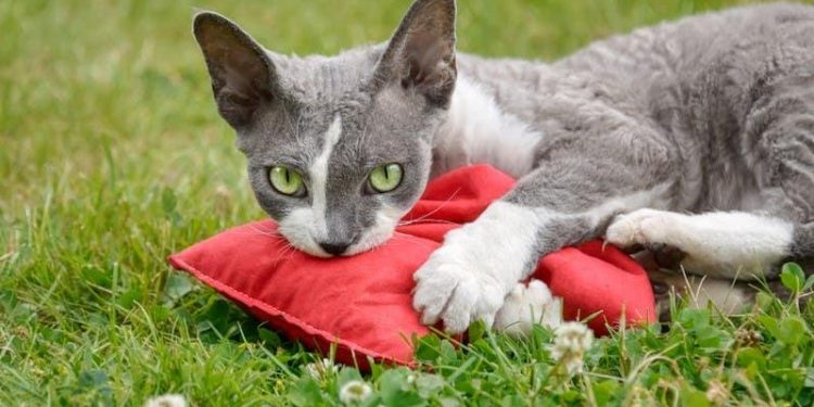 How To Keep Cats Off Outdoor Furniture Cushions