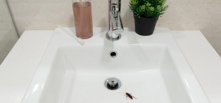 How To Get Rid Of Cockroaches In Your Sink And Drains Garden   I Found A Cockroach In My Kitchen Sink 1 750x350 