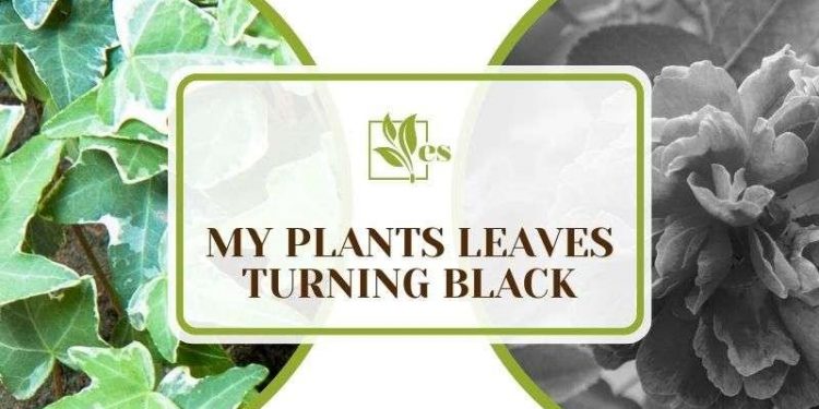 Why Are My Plants Leaves Turning Black What You Should Know Garden