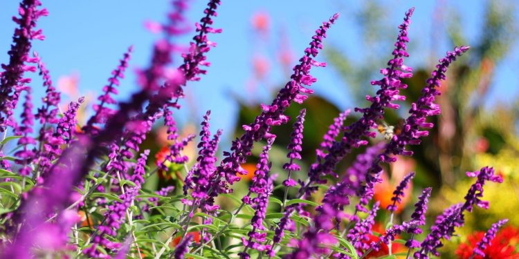 11 Fantastic Plants That Can Withstand Heat And Cold - Garden