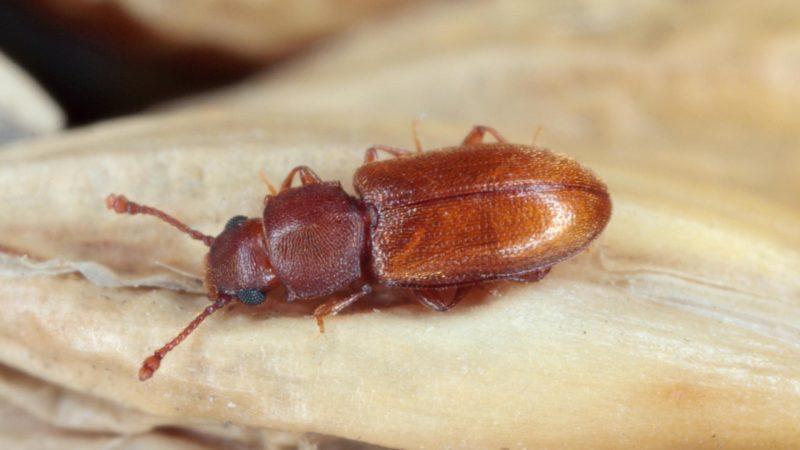 Top 5 Tiny Brown Bugs in Kitchen and How to Get Rid of Them ...