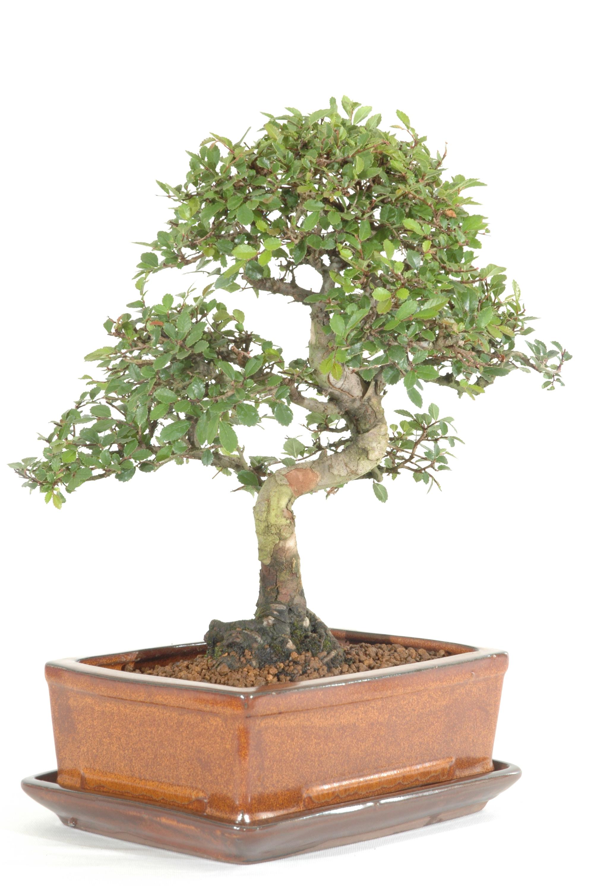 Chinese Elm Indoor Bonsai Tree