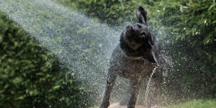 10 DIY Dog Wash Station Plans You Can Make Today (With Pictures) - Garden