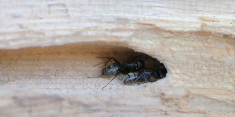 How To Get Rid Of Carpenter Ants 4 FAST DIY Steps Garden   How To Get Rid Of Big Black Ants 1 750x375 