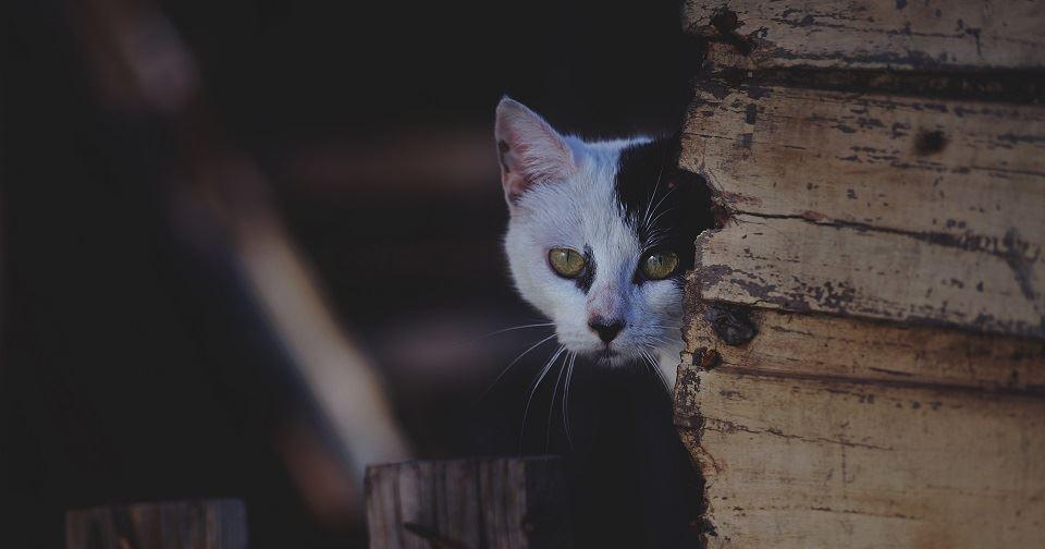 How to Help an Outdoor Cat Adjust to New Surroundings After a Move Garden