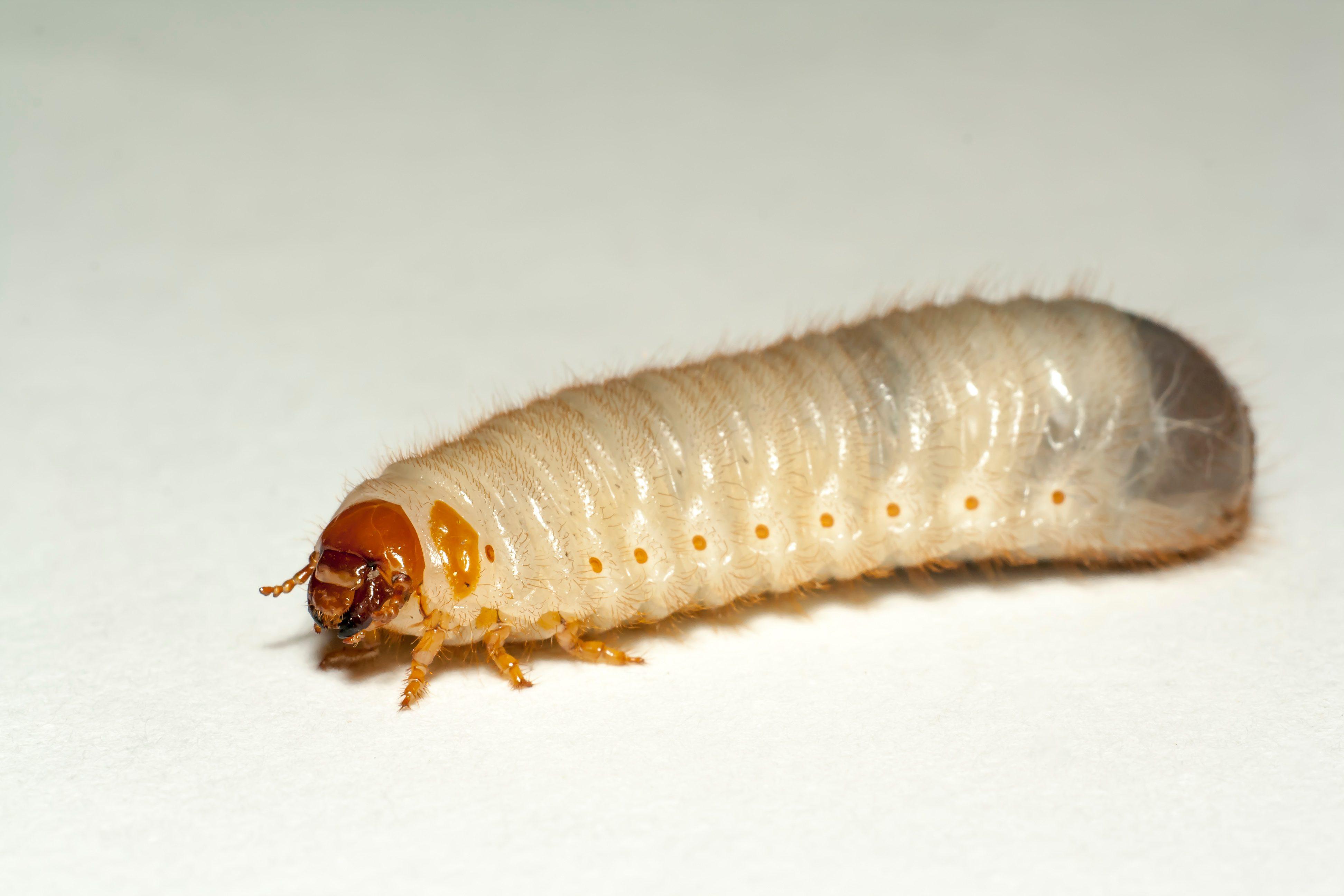 Maggots in Your Trash? This is How to Eradicate Them Easily Garden