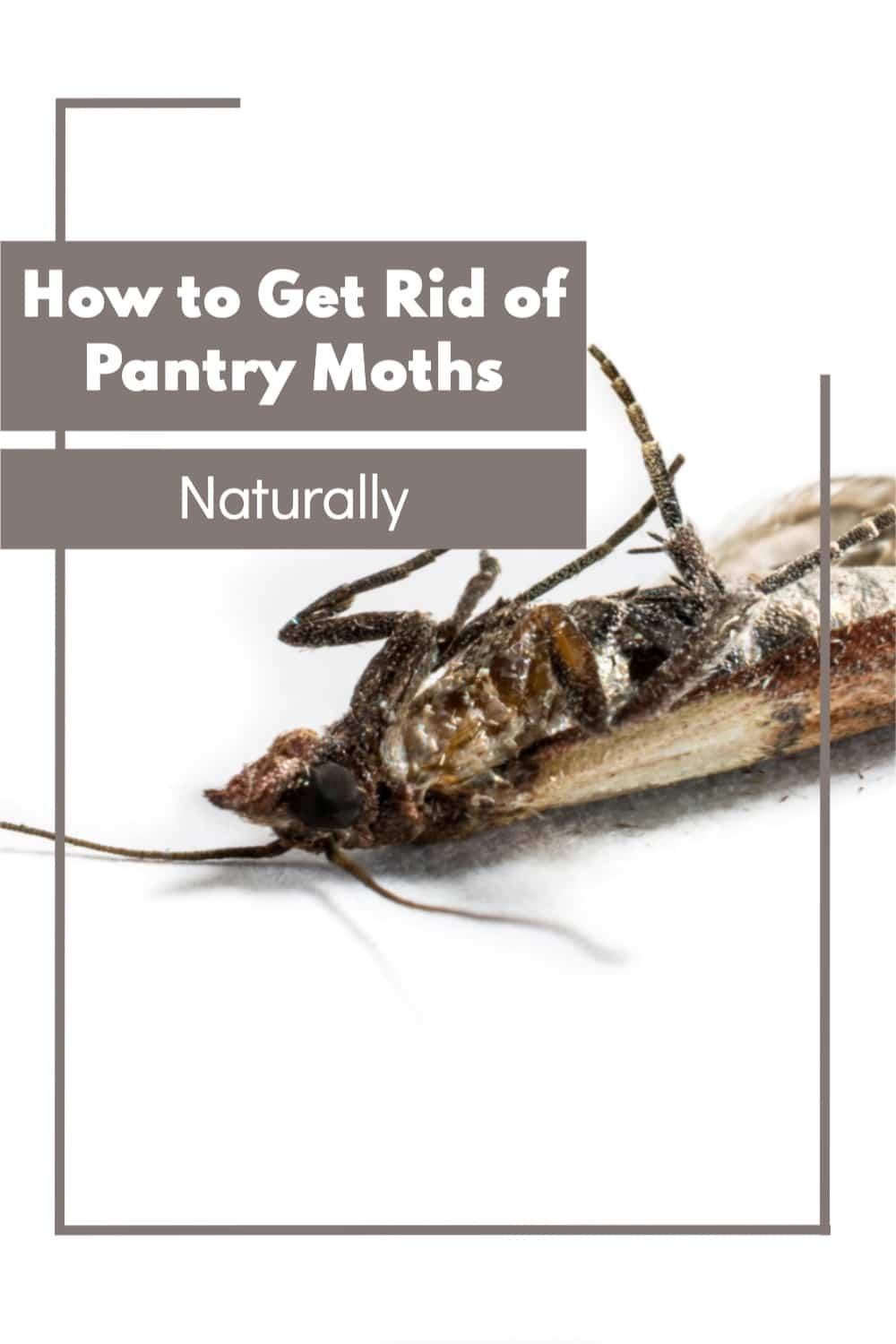 How to Get Rid of Pantry Moth Infestations Naturally - Garden